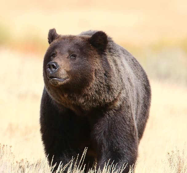 Explore Grand Teton and Beyond: Custom Multi-Day Tours from Pinedale for Outdoor Enthusiasts