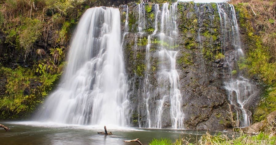 Half-Day St Columba Falls Tour from St Helens — Rainforest Walk & Pyengana Dairy