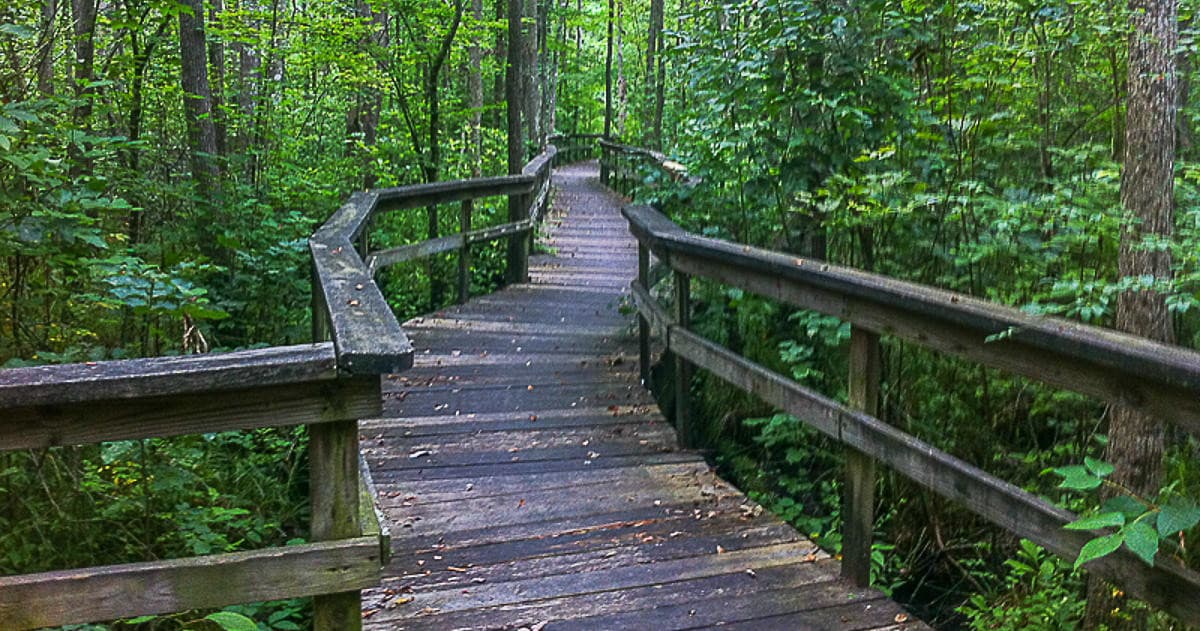 Hikers walking wooden boardwalk through lush Chesapeake forest trail