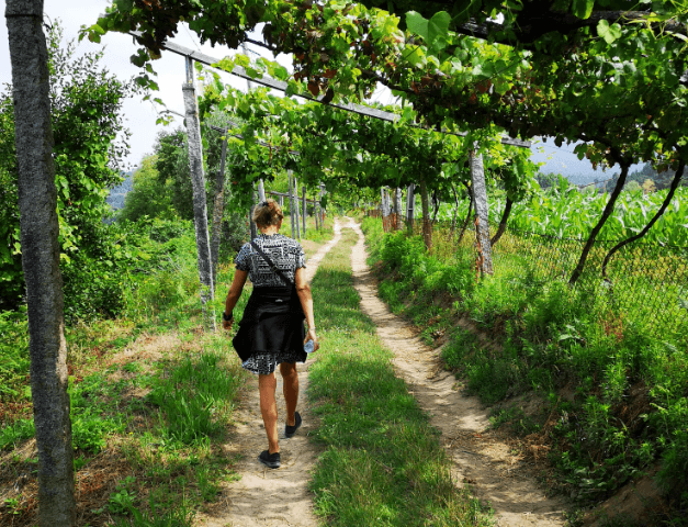 Hiker walking a sunlit vineyard trail under leafy vines