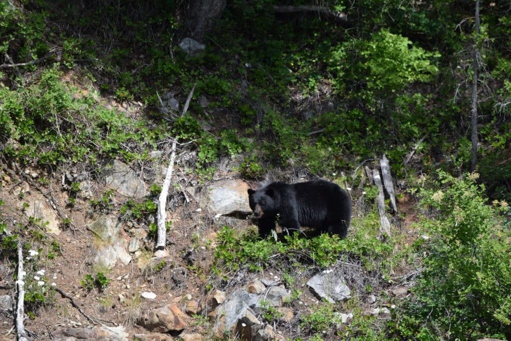 Spring Bear Watching in the Great Bear Rainforest Fjords: Small-Boat Wildlife Expeditions from Campbell River