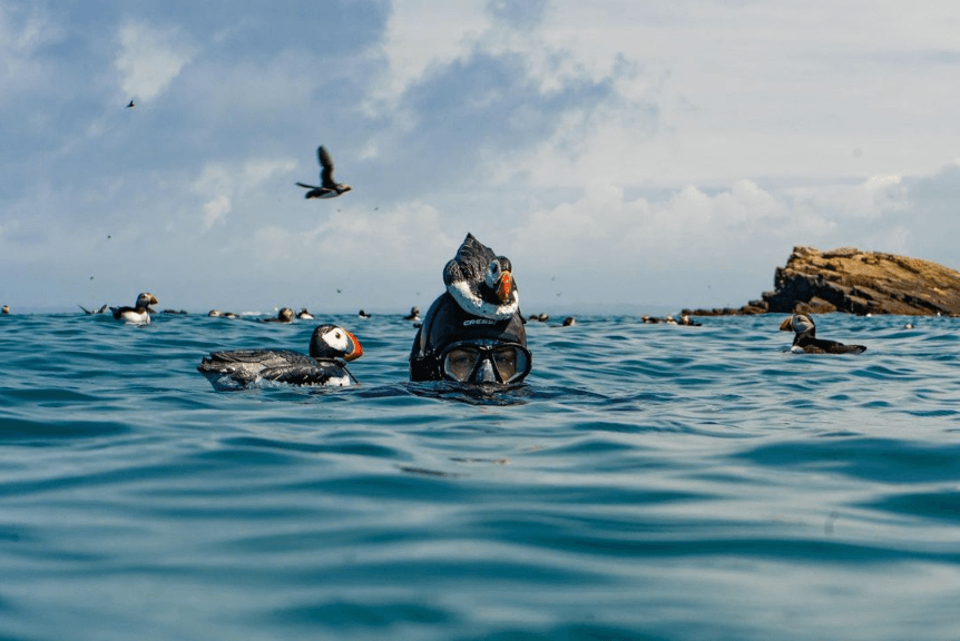 Wildlife SnAUKling in Pembrokeshire with Celtic Deep