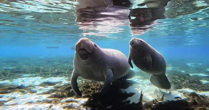 Along The Banks Manatee Kayak Adventure Tours team
