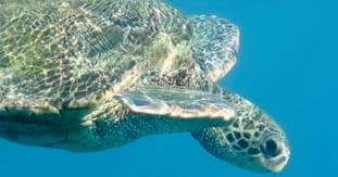 Turtle Town SUP Rentals fleet