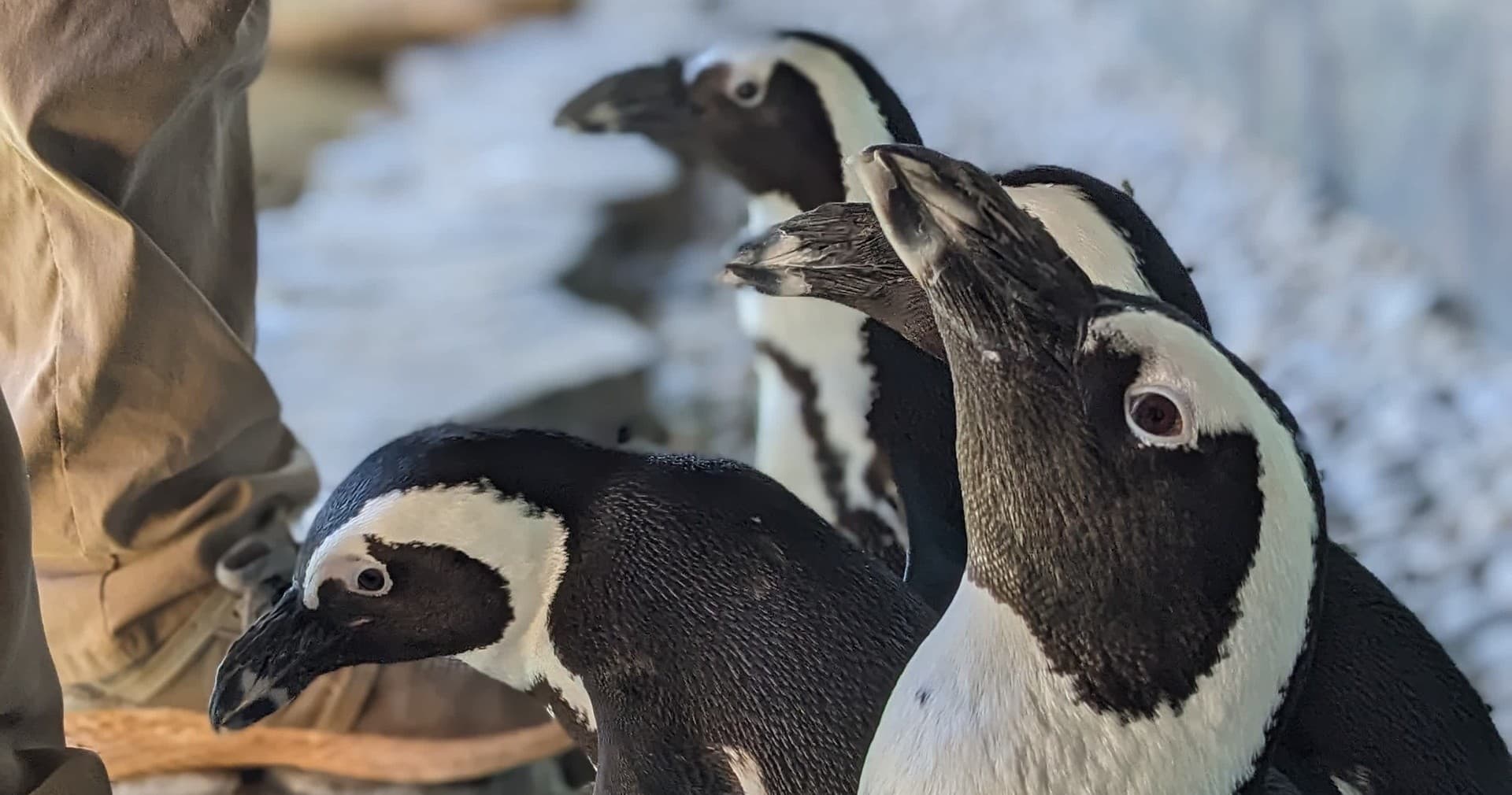 Penguin Experience at North Georgia Wildlife & Safari Park