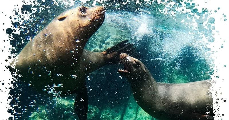 Sea Lion Swim & Beach Adventure with Salty Life Baja