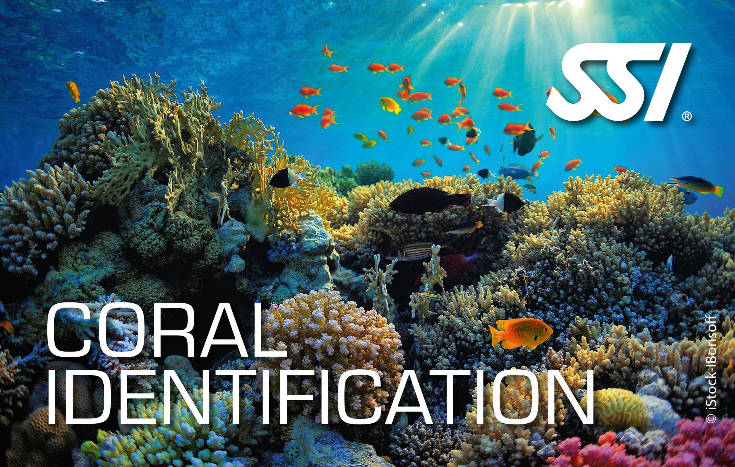 Read the Reef: SSI Coral Identification Course in Ramrod Key, Florida