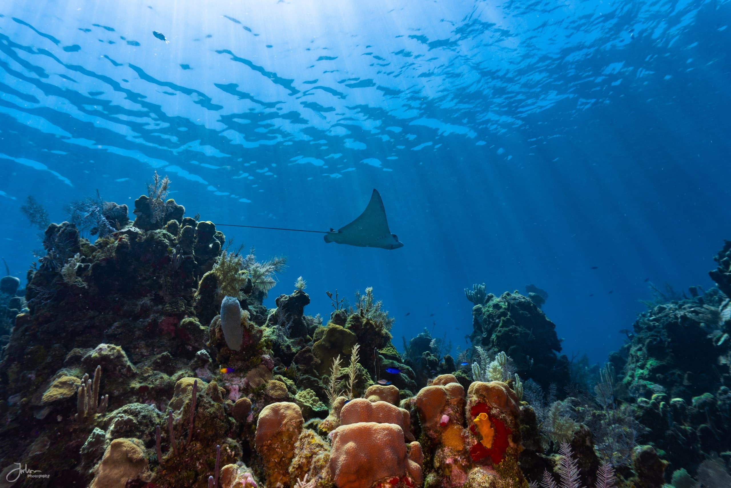 Roatan Dive Week: Mayan Princess Luxury Resort & Five Days on the Mesoamerican Reef (Dec 11–18, 2027) photo 3