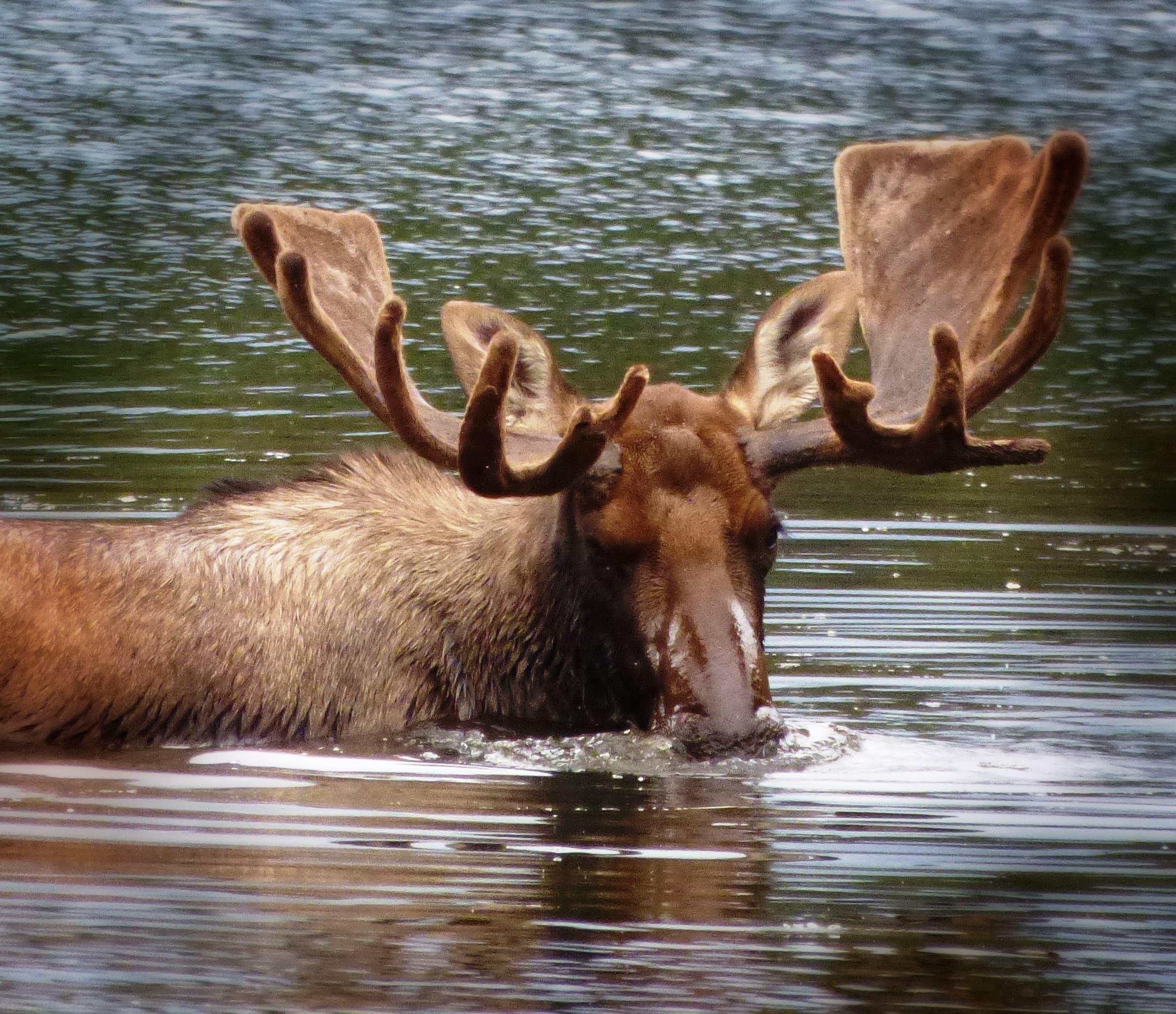 Alaska Highlights Tour: Adventure from Flagstaff to the Wild