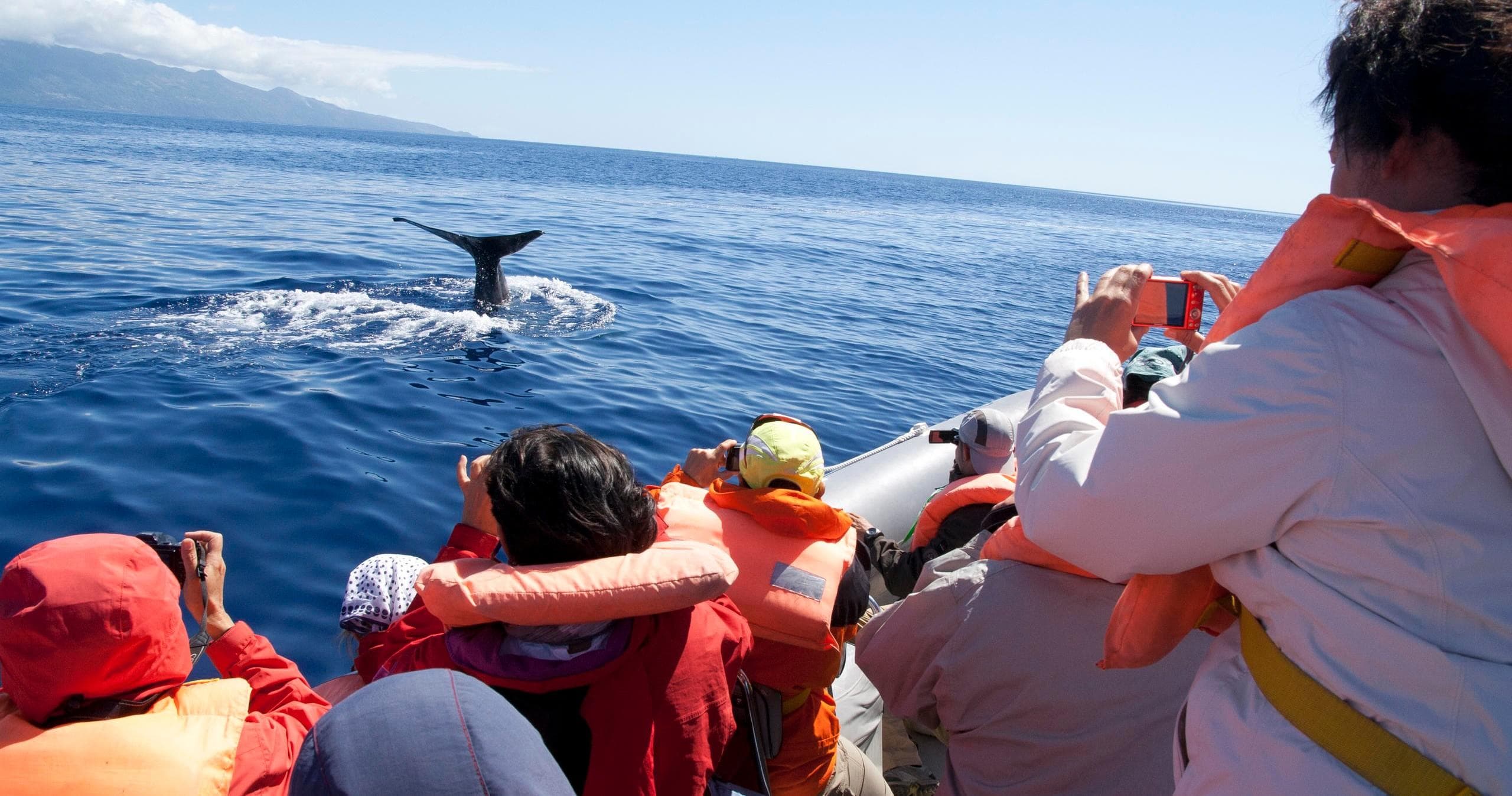 Wildlife & Boat Charters with BigBlue Adventures in Azores