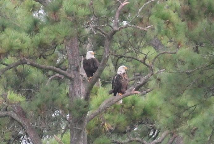 Pair of bald eagles perched in coastal pine tree near shore