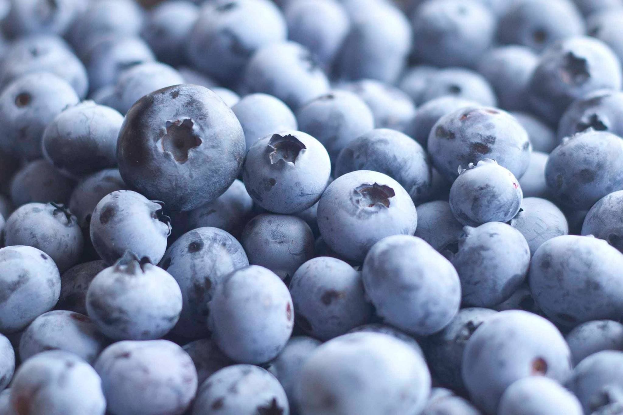 Blueberry Picking at Wilmot Orchards: A Fresh Adventure