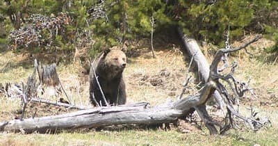 Yellowstone & Grand Teton National Parks 2-Day Tour