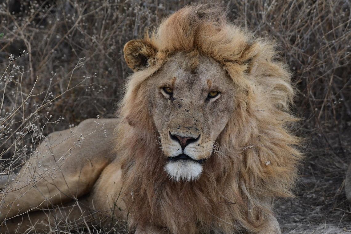Lion's Share Safari - Wildlife Adventure in Kilimanjaro Region