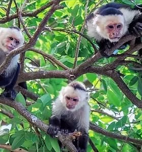 Wildlife & Nature Walk in Manuel Antonio Tours