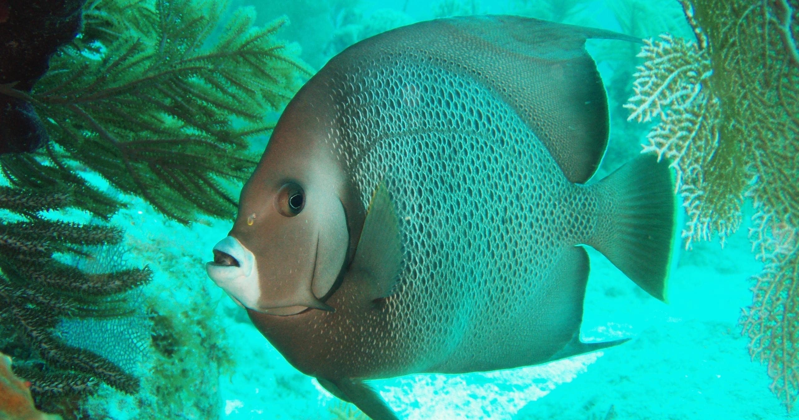 Snorkel the Reef with Sundance Watersports in Islamorada