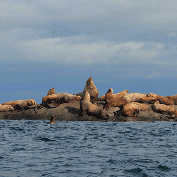 Marine Wildlife Zodiac Tour in Ganges, BC