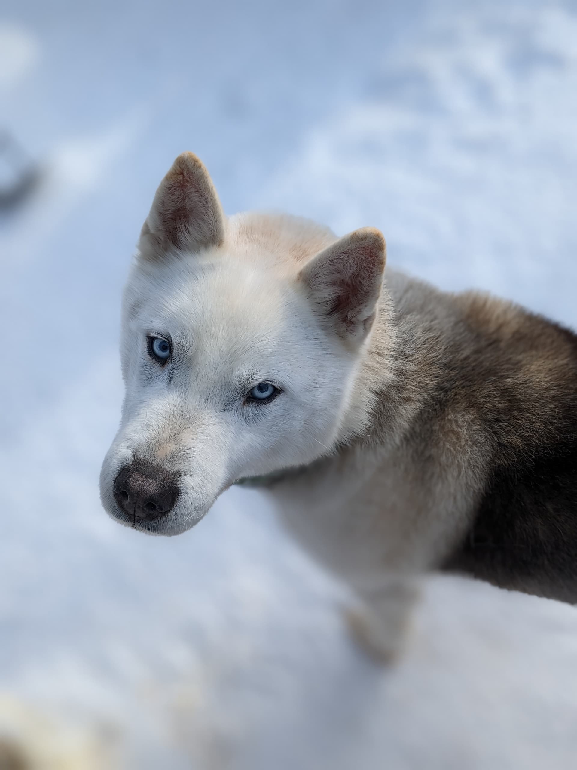 Land Adventures with O'Nordic: Retired Dog Hike Experience in France