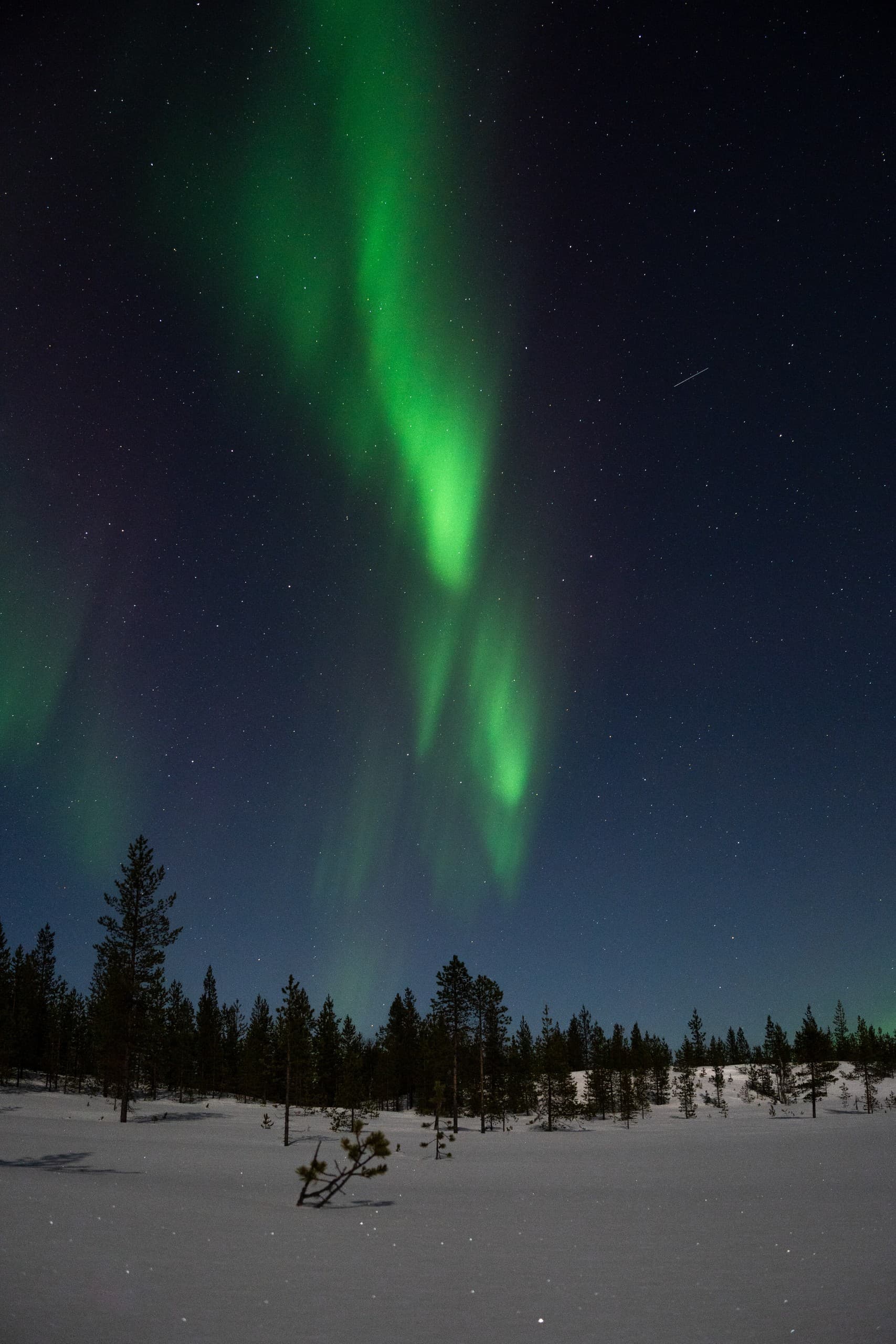 Night Walk with Taïmyr Dogs in Inari — Arctic Dog-Walking Under the Aurora photo 1