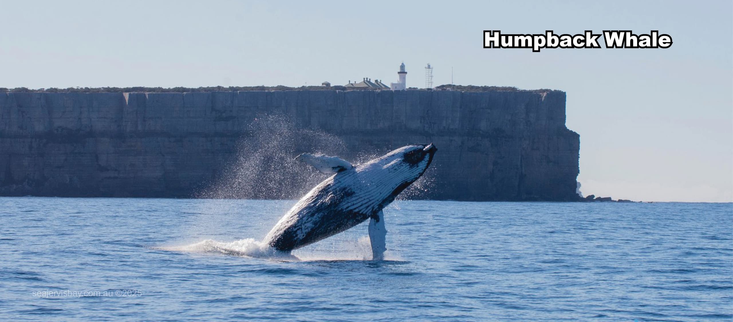 Whale Watching and Marine Adventure with Sea Jervis Bay