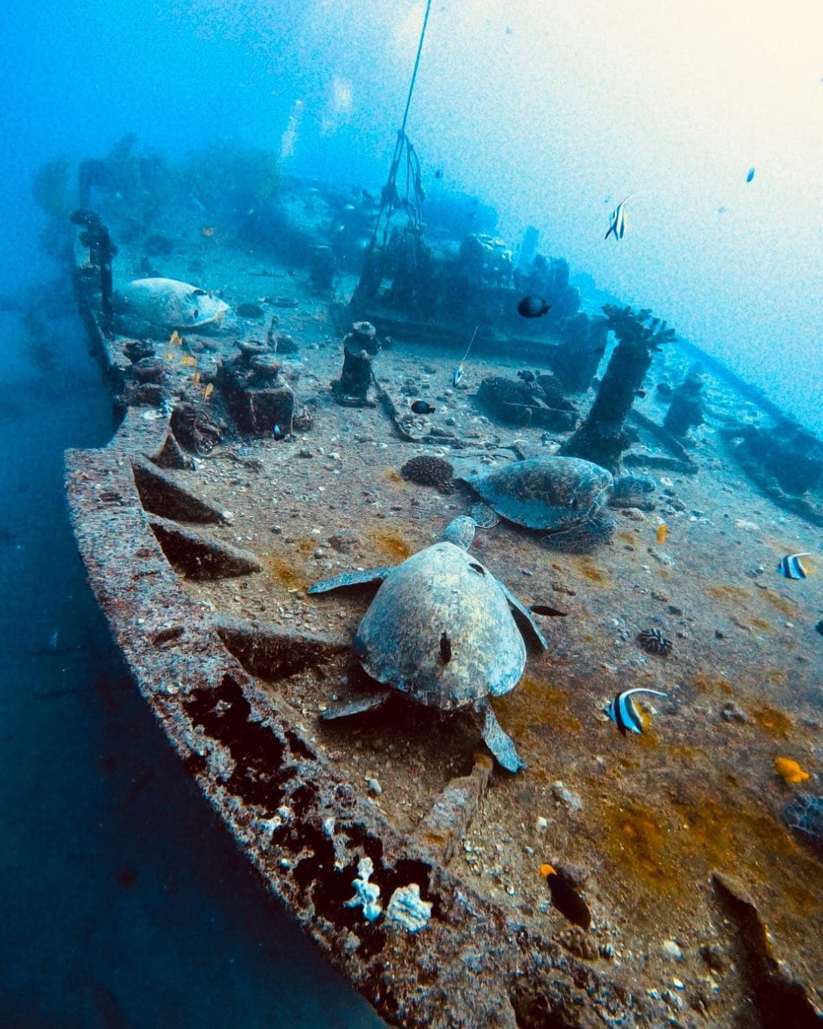 Honolulu Wreck/Reef Boat Dive
