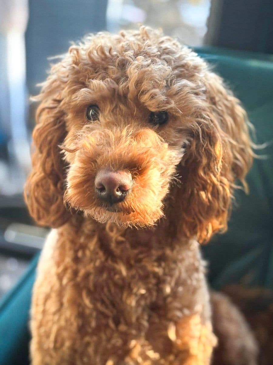 Dog Boarding with Poppy's Perfect Pups: Trusted Pet Care in Safe Environment