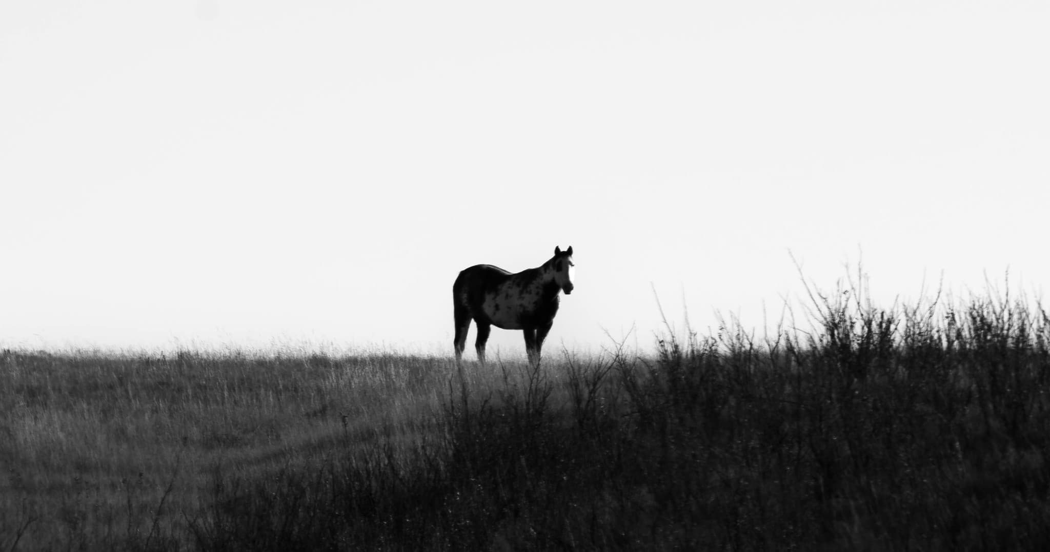Equine Leadership Bootcamp on a 200-Acre Galena Farm