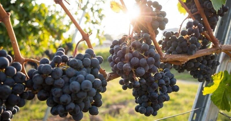 Dark purple grapes on vine in sunlit vineyard, harvest ready
