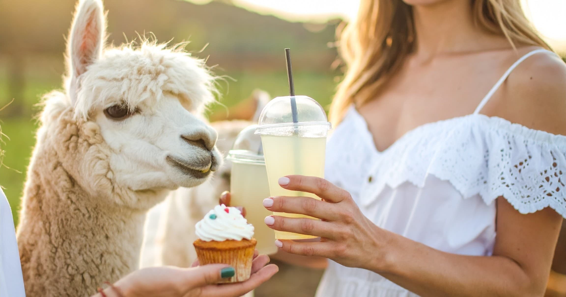 Land Adventures at Bracken Hill Farm: Meet Alpacas & Sip Lemonade