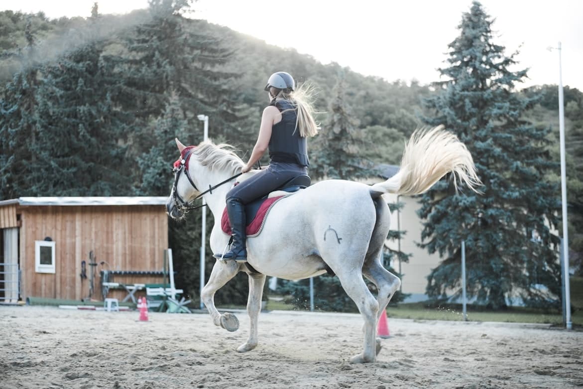Equestrian rider training in outdoor arena with pine backdrop