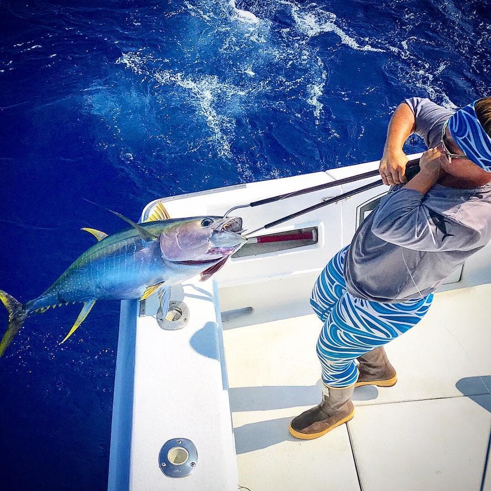 Fisherman hauling yellowfin tuna aboard sportboat in blue sea