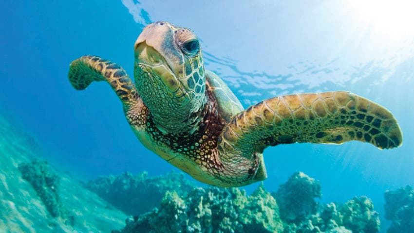 Green sea turtle gliding over coral reef in bright Hawaiian waters