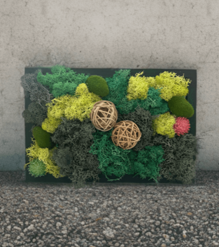 Moss wall art display photographed outdoors on concrete surface
