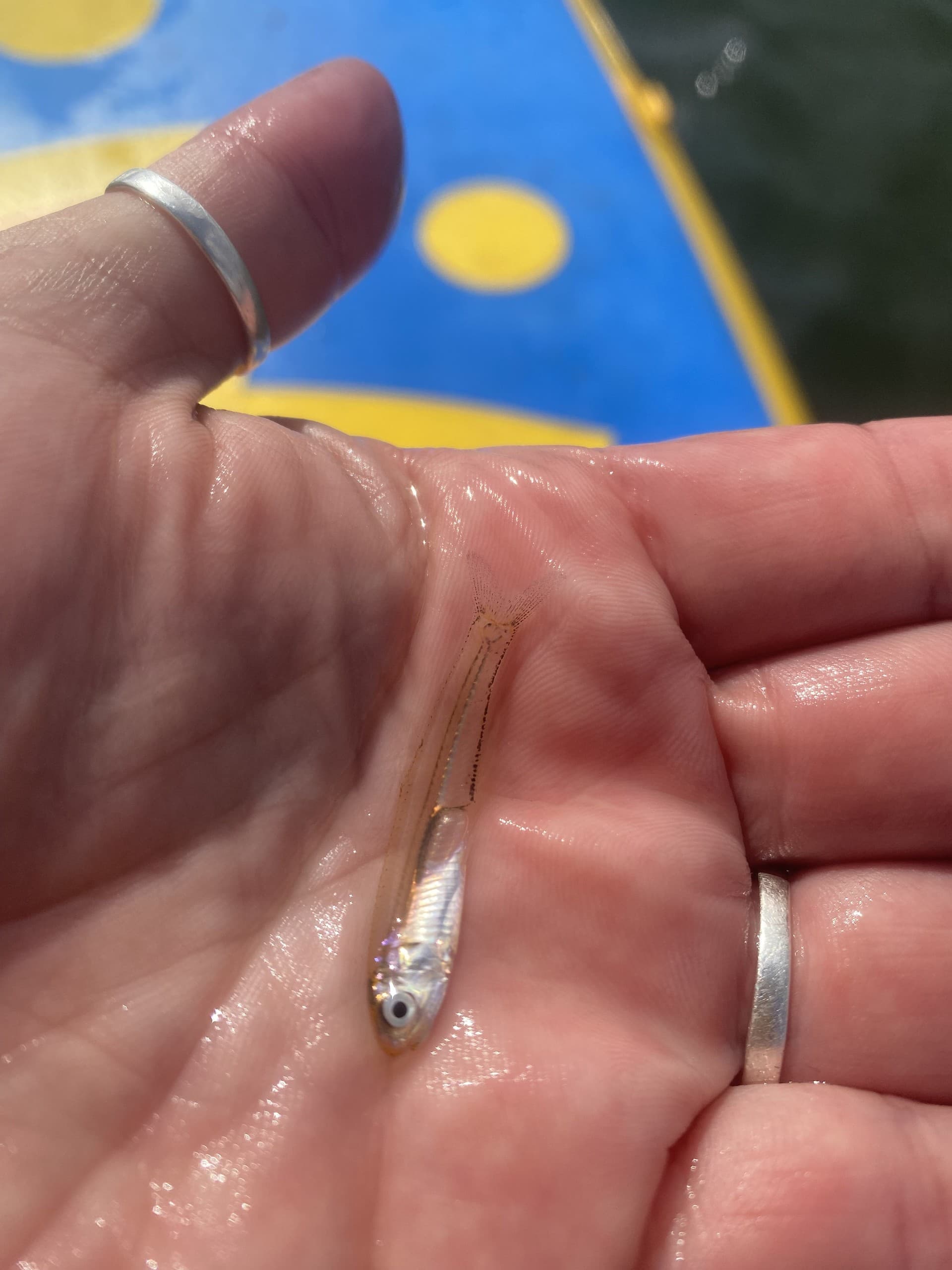 Elements of Stewardship Kids Camp: Paddleboarding, Yoga & Conservation at Long Dock Park Beacon NY photo 3