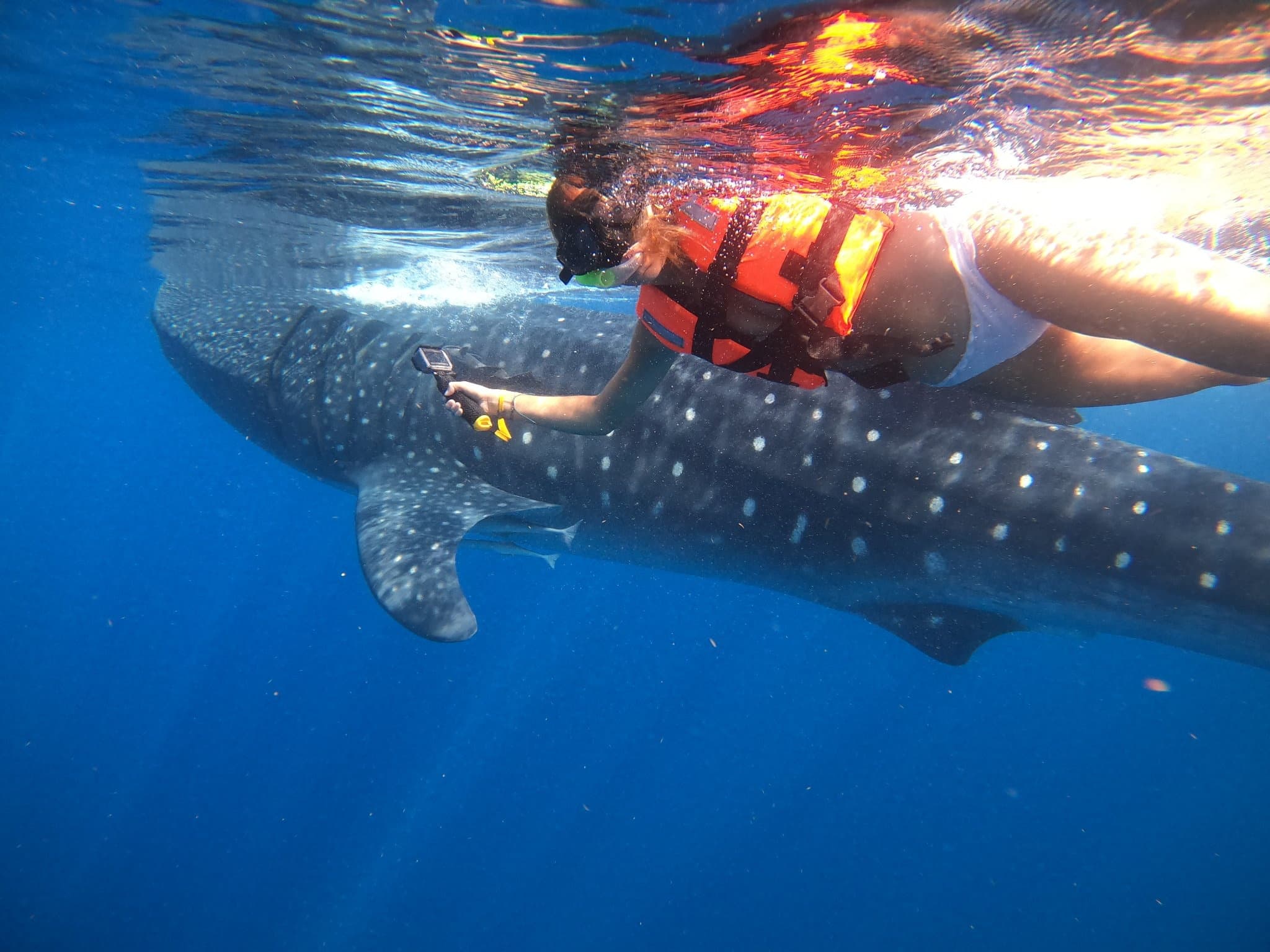Wildlife & Water Activities: Whale Shark Tour from Isla Mujeres