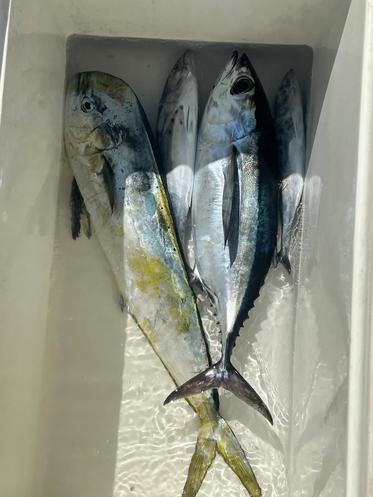 Full Day Fish and Sandbar: Gulf Reef to Bluewater Private Fishing Charter