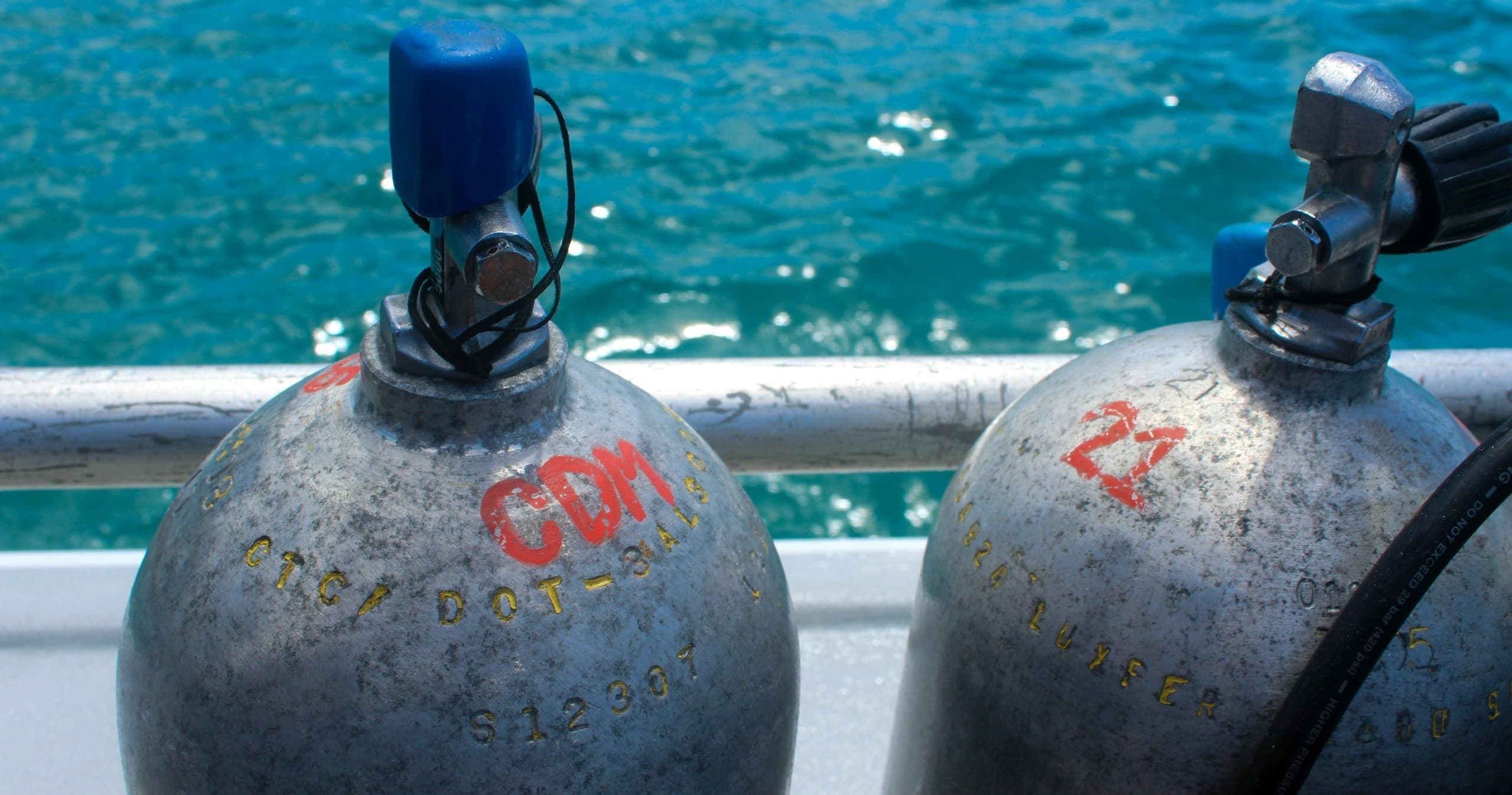 Open Water Boat Dives Off Riviera Beach: Reefs, Wrecks & Atlantic Wildlife