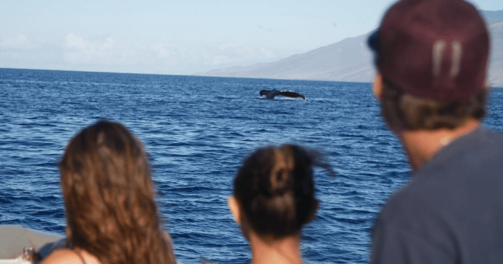 Maui Whale Watching Cruise from Maalaea Harbor — 2.5-Hour Winona Catamaran Experience photo 4