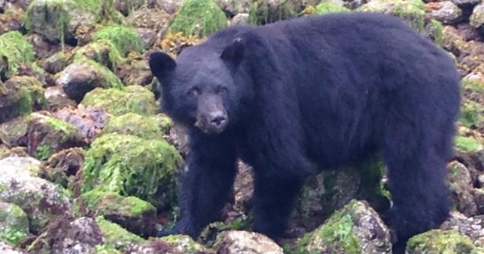 Black bear foraging on mossy rocky shoreline during low tide
