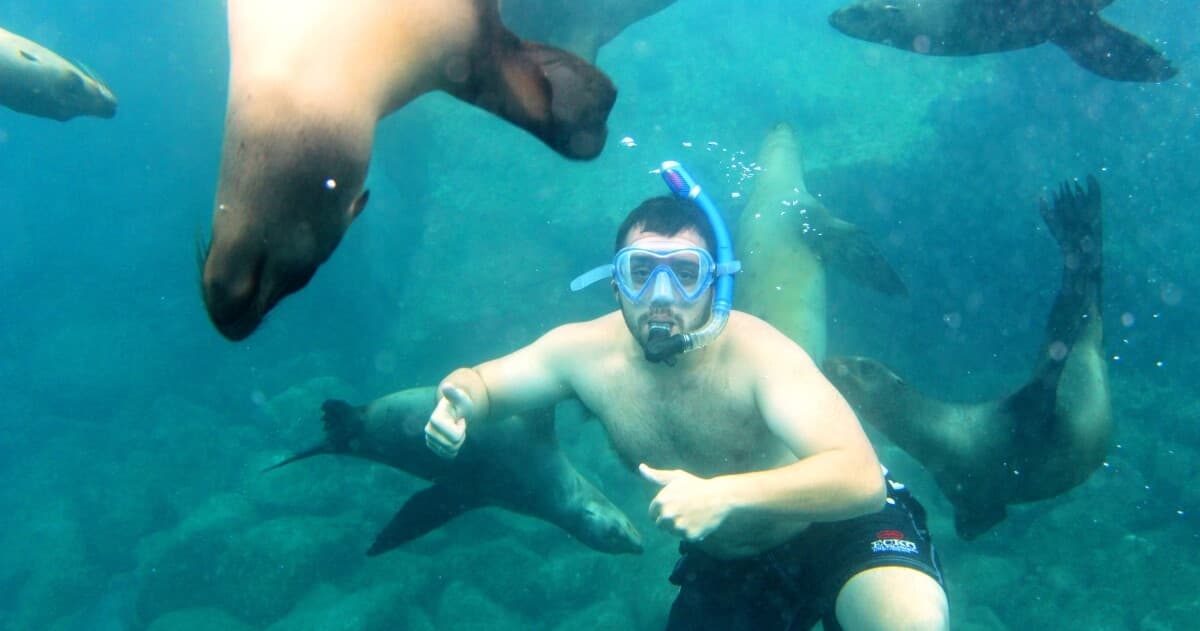 Snorkeler swimming with sea lions in clear turquoise water