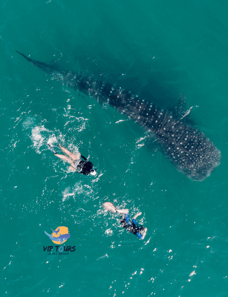 Wildlife & Water Activities: Whale Shark Tour in La Paz