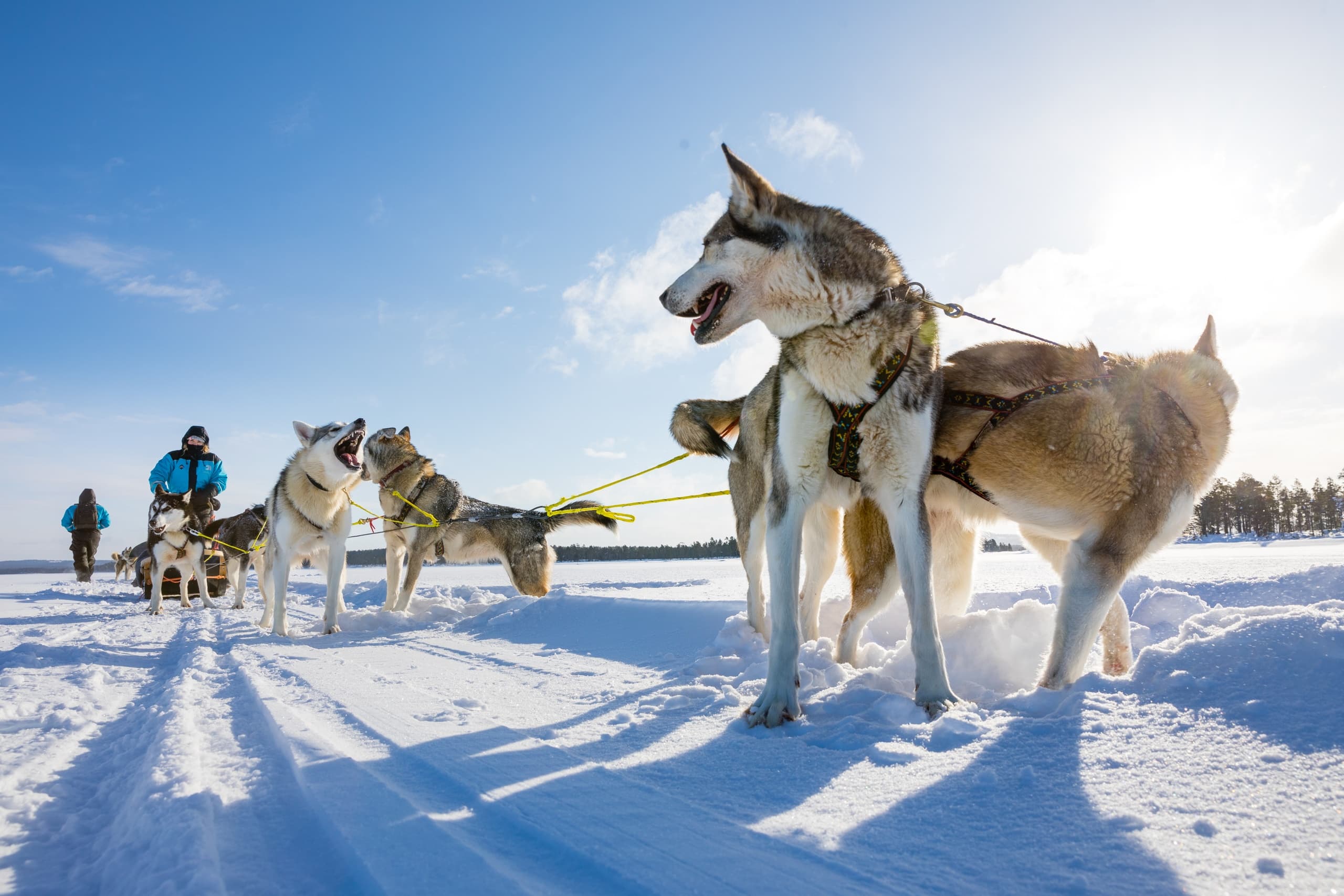 Husky Safari Adventures with Wilderness Hotel Juutua