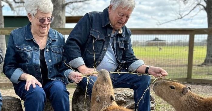 Up Close with Capybaras: A Unique Wildlife Encounter in Folsom, Louisiana