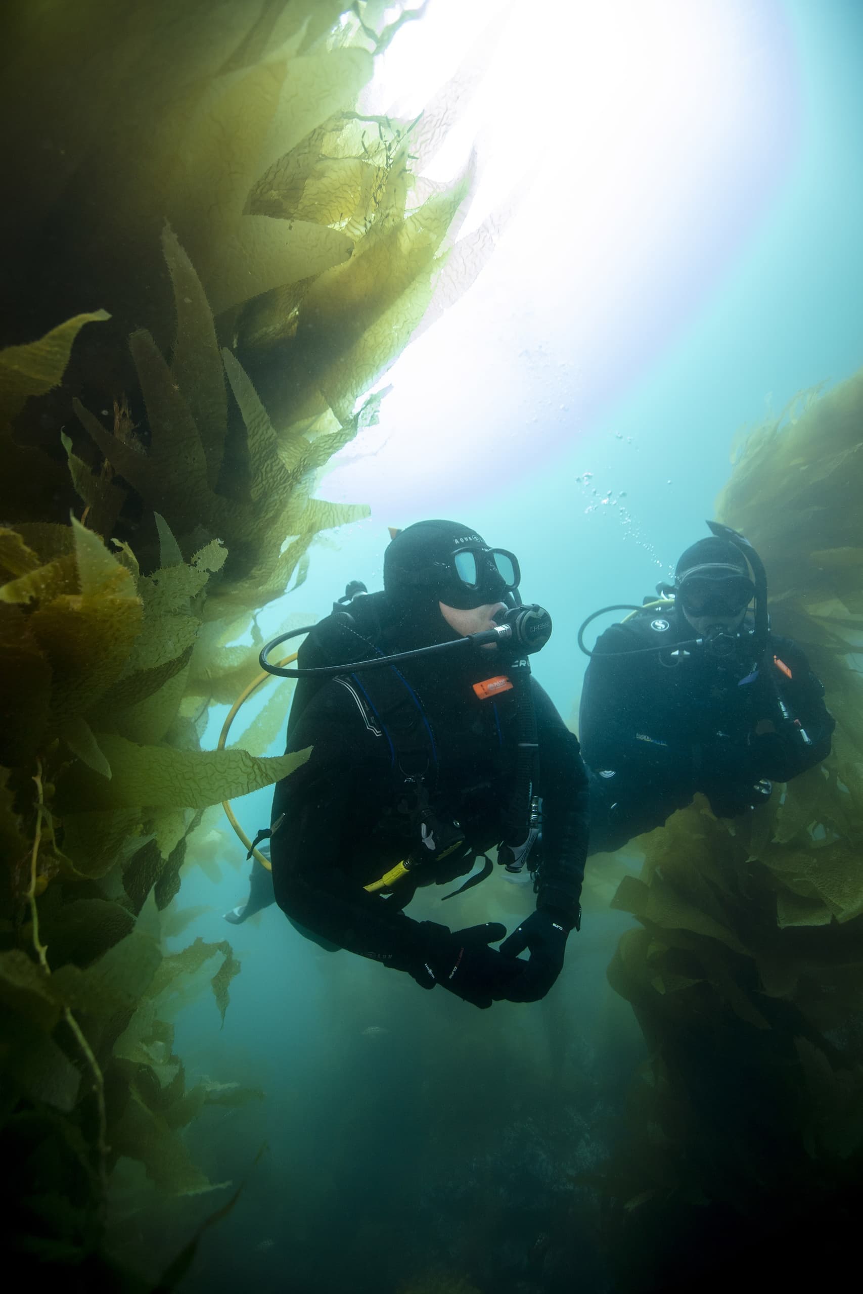 Two scuba divers swimming through kelp forest in coastal water