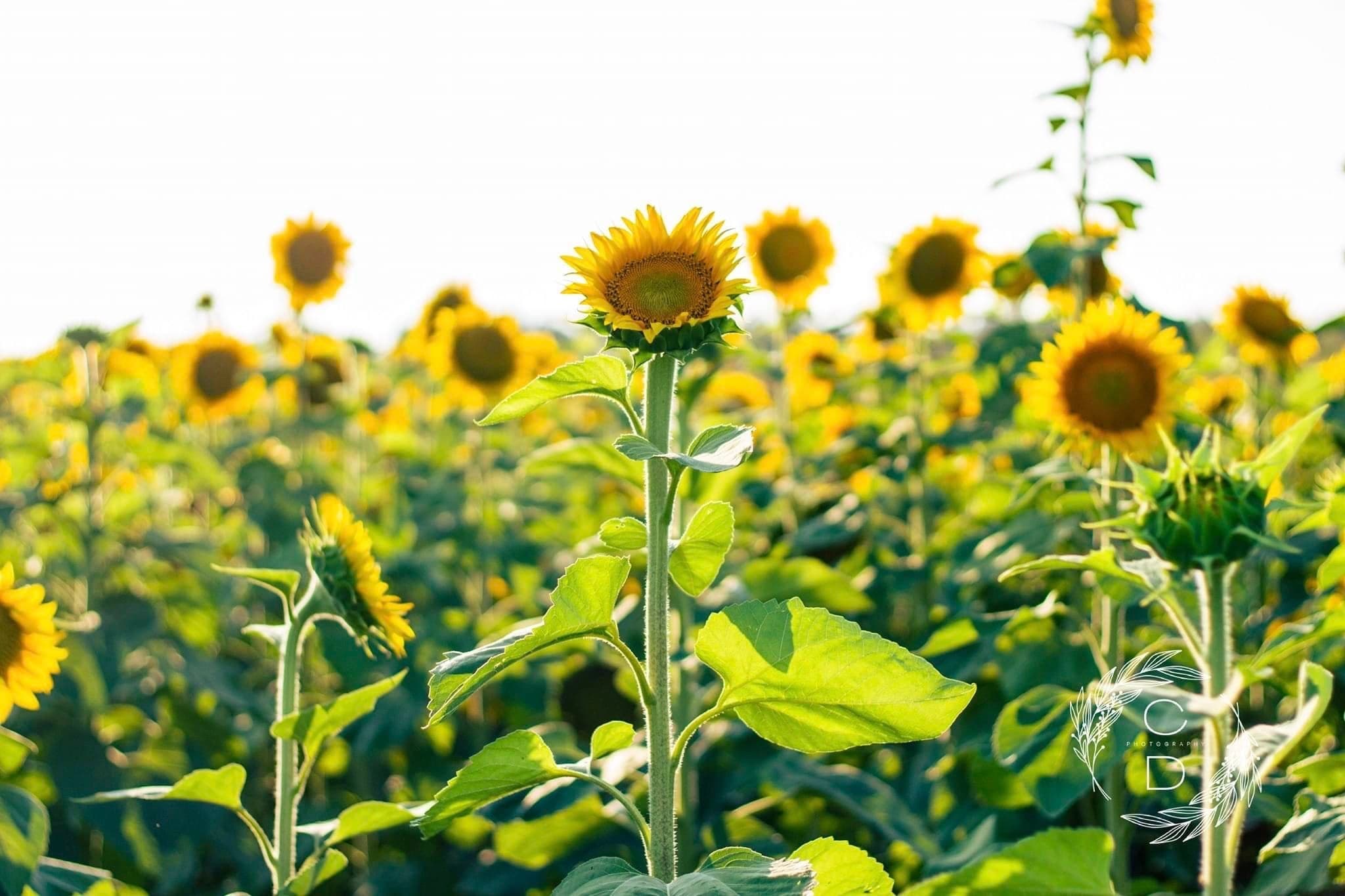 Sunflower field blooming at golden hour on rural farmland