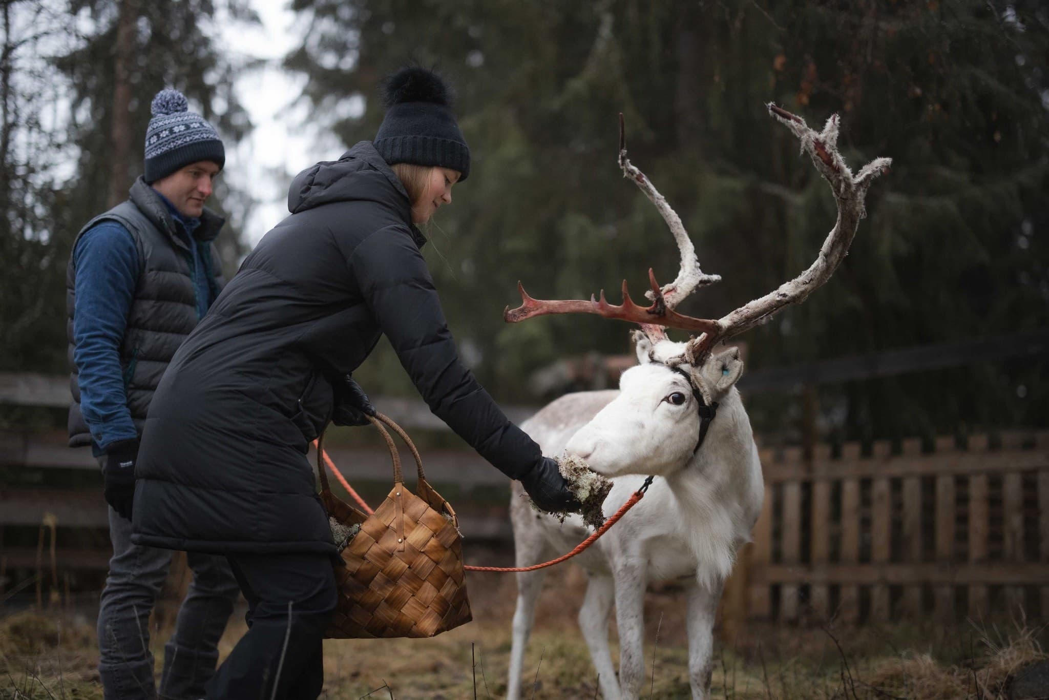 Into the Reindeer World: Discover Finnish Lapland’s Iconic Arctic Wildlife Experience photo 1