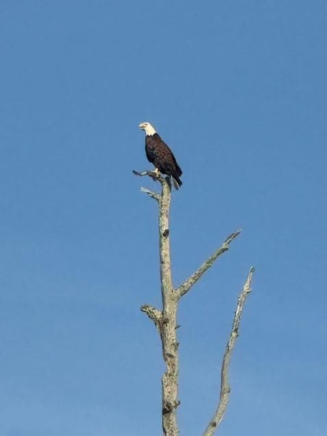 Nature River Tour: Two-Hour Wildlife Boat Cruise photo 2