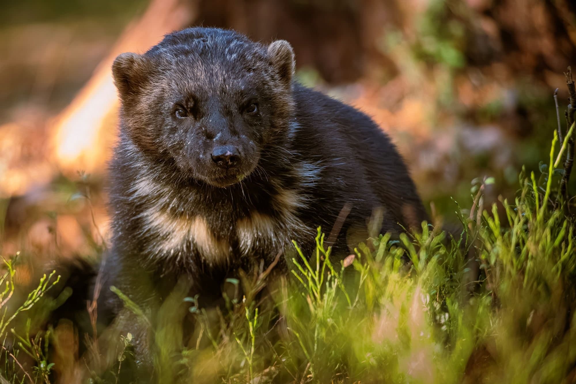 10-Day Finland Wildlife Photography Expedition: Saimaa Seals, Wolves & Taiga