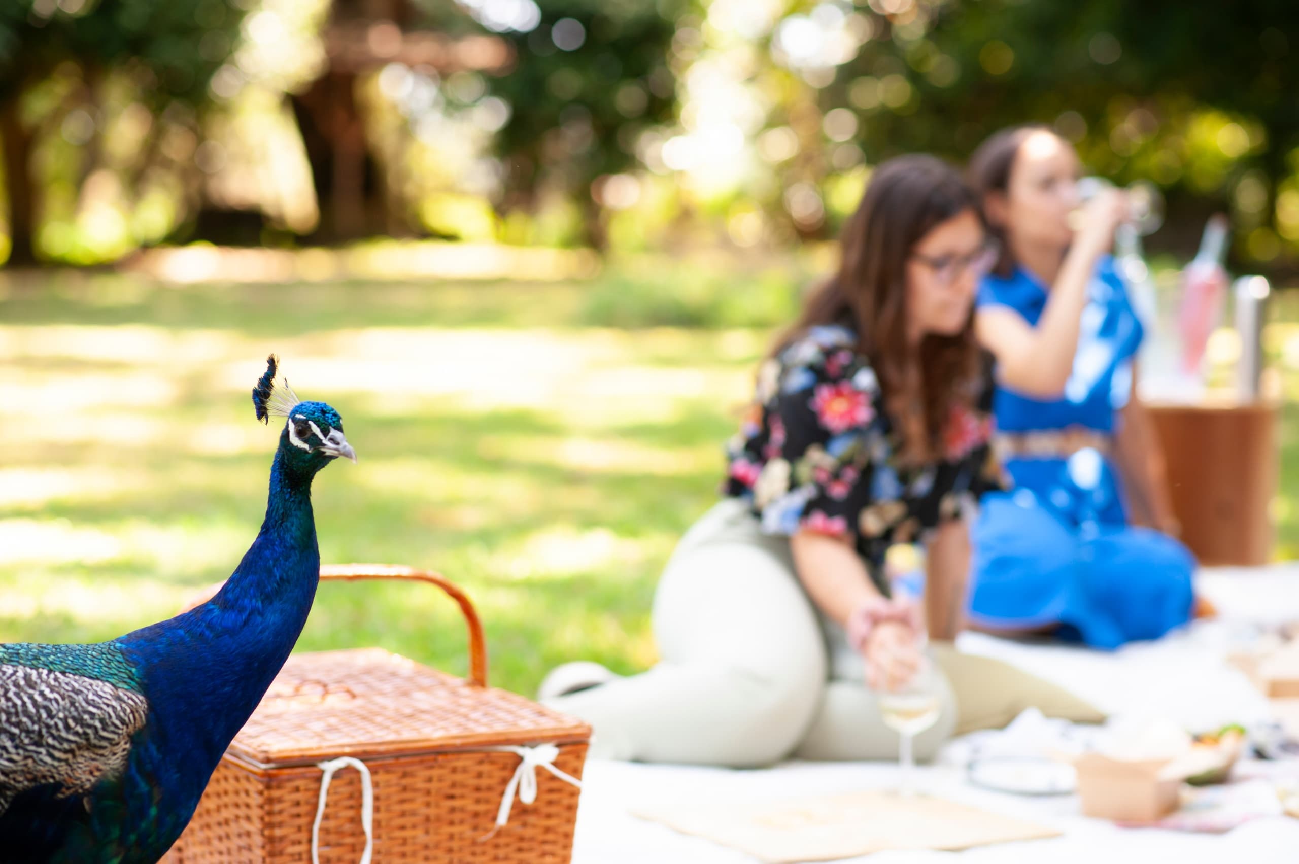 Peacock strolling near picnic scene on grassy park lawn with people