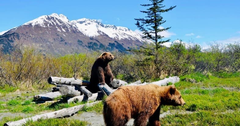 Welcome Anchorage Tours fleet